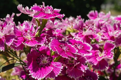 鮮やかなピンクのナデシコの花の写真