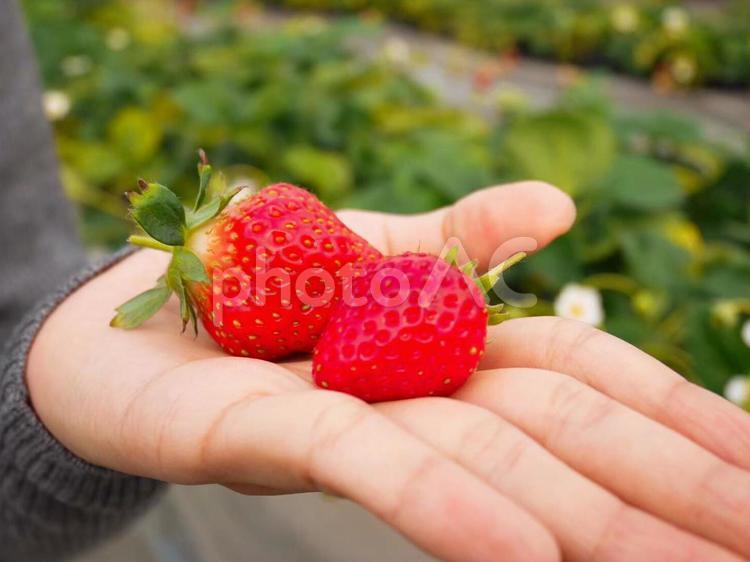 いちご狩り いちご狩り,いちご,果物狩りの写真素材