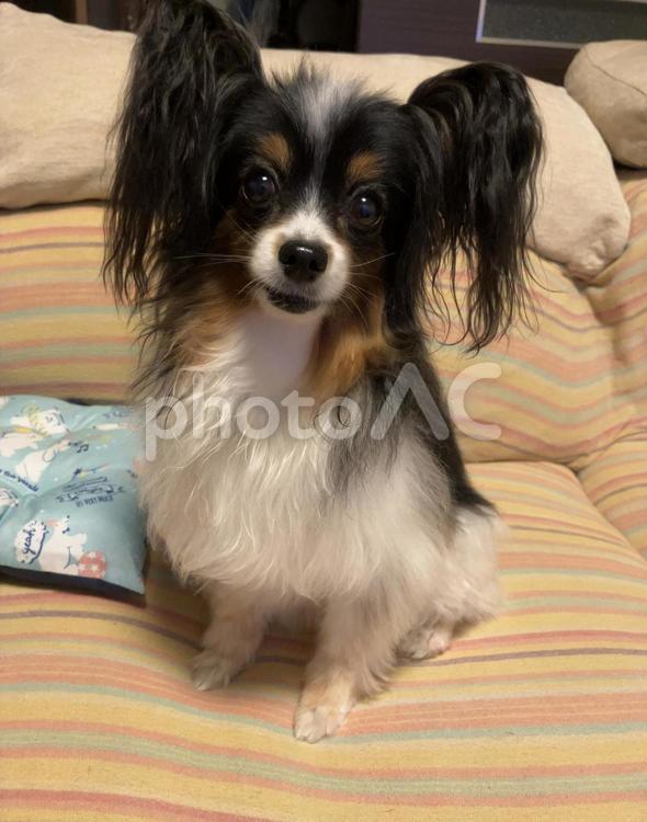 はいっ！何でしょう？ 犬,可愛い,モフモフの写真素材