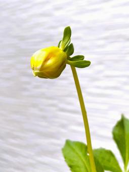 ダリアの花のふくらんだ蕾１１ ダリア,蕾,ふくらんだの写真素材