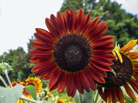 深紅に染まる夏のひまわり 深紅に染まる夏のひまわりの写真