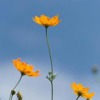 キバナコスモス キバナコスモスの写真