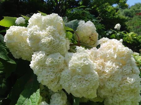 カシワバアジサイ 紫陽花,アジサイ,白の写真素材