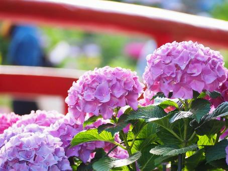 紫陽花 紫陽花,夏,自然の写真素材