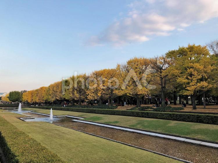国営昭和記念公園 国営昭和記念公園,銀杏,イチョウの写真素材