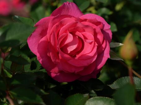 ばら 赤いバラ,バラ,薔薇の写真素材