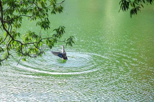 水面で羽ばたく鴨 水面で羽ばたく鴨 池,鴨,水面の写真素材