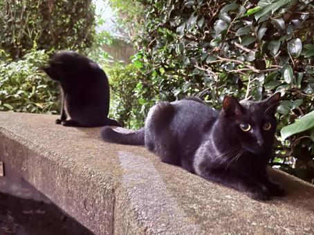 黒猫たち 黒猫たち ねこ,猫,黒猫の写真素材