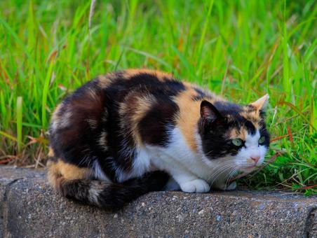 猫の島で出会った可愛い三毛猫さんです。 猫の島で出会った可愛い三毛猫さんです。の写真