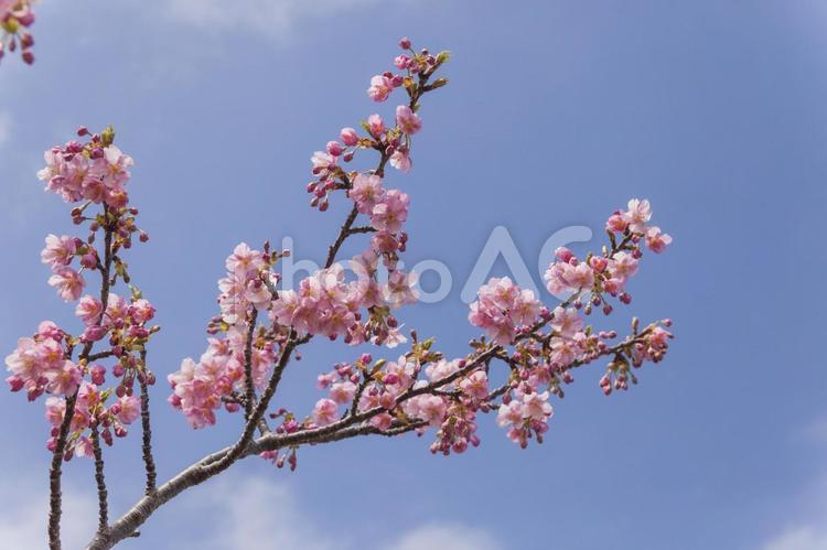 免々田川の桜21（田原市） 桜,河津桜,免々田川の写真素材