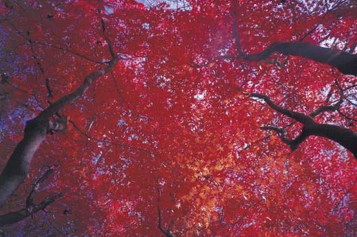 紅葉 紅葉の写真