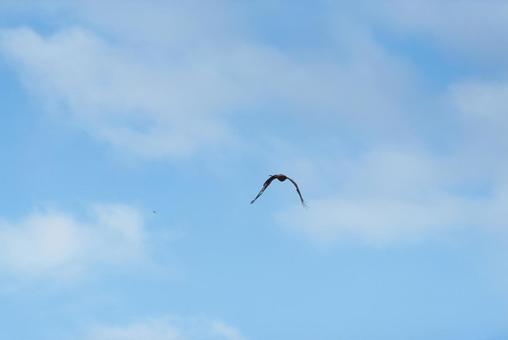 A black kite flies away quickly after getting the scattered bait, JPG A black kite flies away quickly after getting the scattered bait, JPG