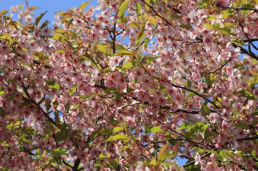 河津桜 河津桜 河津桜,花,花びらの写真素材
