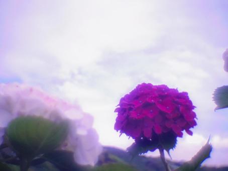 あじさい あじさいの写真