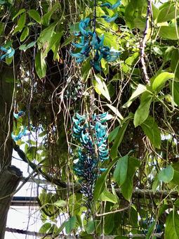 めずらしいヒスイカズラの青い花 ヒスイカズラ,青い花,美しいの写真素材