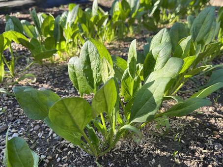 野菜づくりの畑 野菜づくりの畑 ほうれん草,野菜,葉菜の写真素材