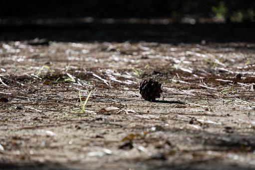木漏れ日の中で静かに佇む松ぼっくり 松ぼっくり,松,木の実の写真素材