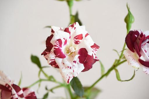 スプレーばら スプレーばら スプレーバラ,ばら,薔薇の写真素材