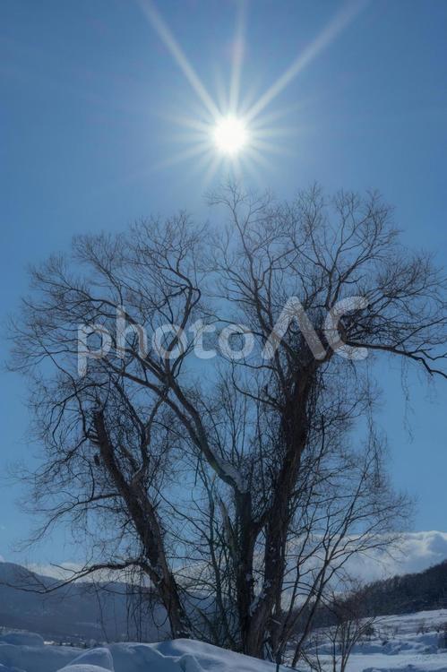 枯れ木 雪,景色,冬の写真素材