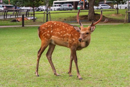 奈良公園の鹿 奈良公園の鹿の写真