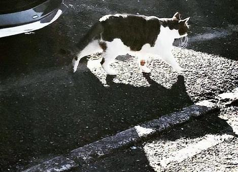 猫と影のバラード 猫と影のバラードの写真