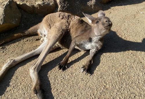 カンガルー カンガルーの写真