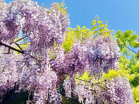 รูปถ่าย, โครงไม้เลื้อยวิสทีเรียที่เก่าแก่ที่สุดของฮอกไกโด, พื้นที่สีเขียว tenjinzan, ซัปโปโร, 