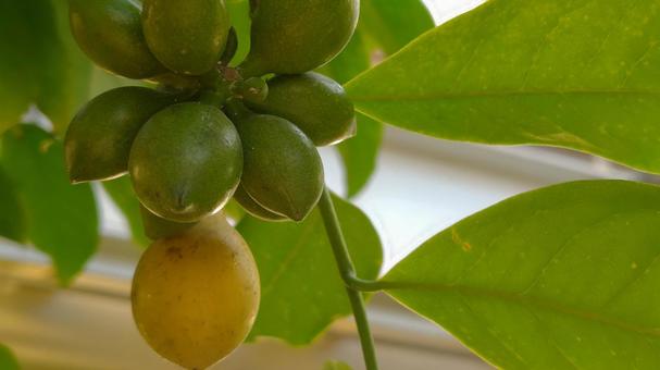 レモン レモン,レモンの木,緑の写真素材