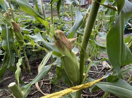 トウモロコシ トウモロコシ トウモロコシ,野菜,栽培の写真素材
