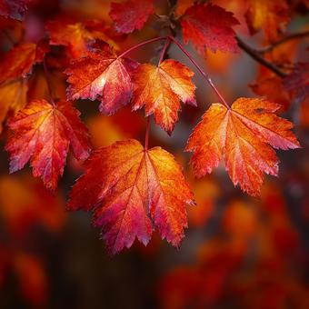 もみじの葉の美しい質感と陰影 もみじの葉の美しい質感と陰影の写真