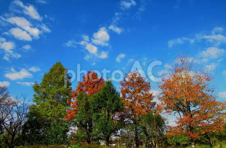 秋晴れの空と紅葉した木々 秋,紅葉,青空の写真素材