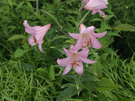 山野草・ササユリ(経ヶ岳) 山野草・ササユリ(経ヶ岳) ササユリ,花,植物の写真素材