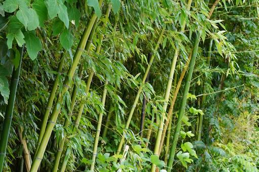 竹林 竹林 笹,葉,植物の写真素材