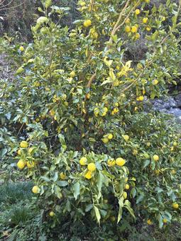 柚子の木 柚子,黄柚子,11月の写真素材