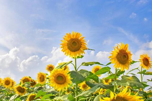 夏の風物詩 晴天のヒマワリ畑 夏の風物詩 晴天のヒマワリ畑の写真
