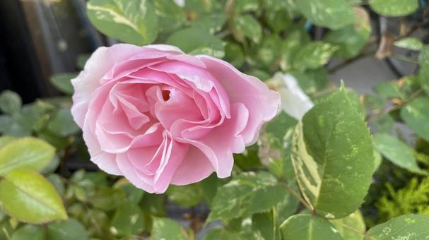 薔薇一輪 薔薇一輪の写真