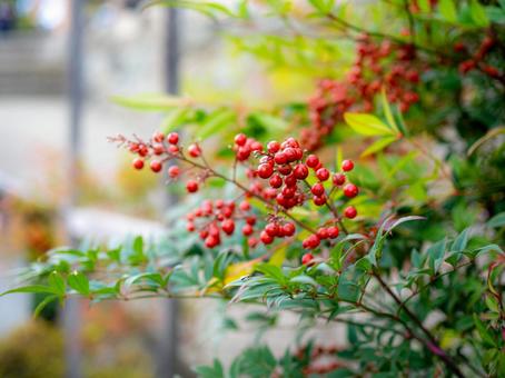 赤い南天の実 南天,赤い,植物の写真素材
