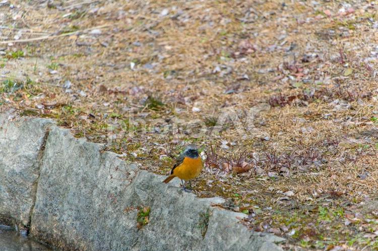 石垣のそばにたたずむジョウビタキ ジョウビタキ,野鳥,鳥の写真素材