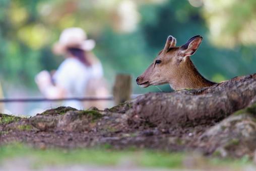 奈良公園の鹿 奈良公園の鹿の写真