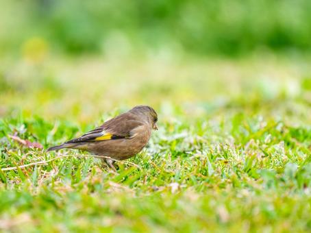 地面を歩くカワラヒワ 地面を歩くカワラヒワの写真