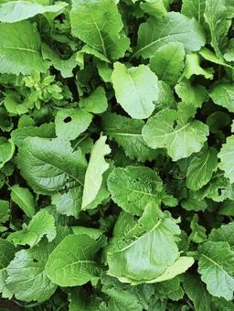 様々な葉っぱ190 植物,光合成,自然の写真素材