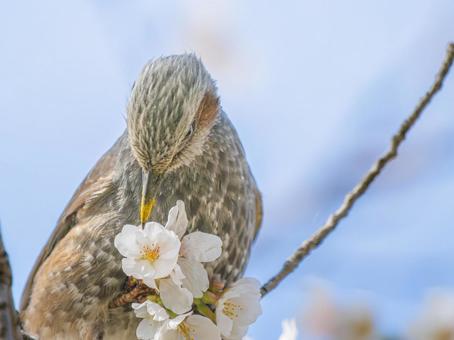 桜とヒヨドリの写真