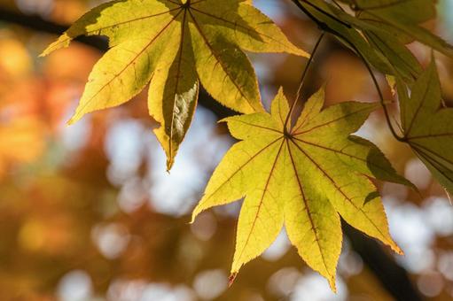 逆光に輝く紅葉 もみじ,景色,風景の写真素材