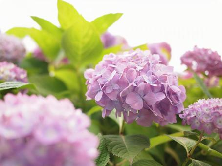 紫陽花 紫陽花の写真