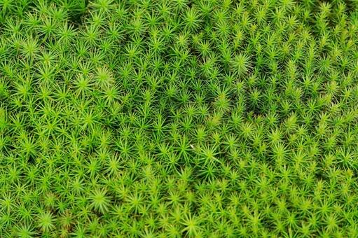 スギゴケのテクスチャー スギゴケ,杉苔,コケの写真素材