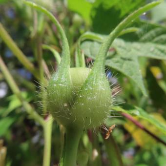 アサガオ（朝顔） アサガオ,朝顔,花の写真素材