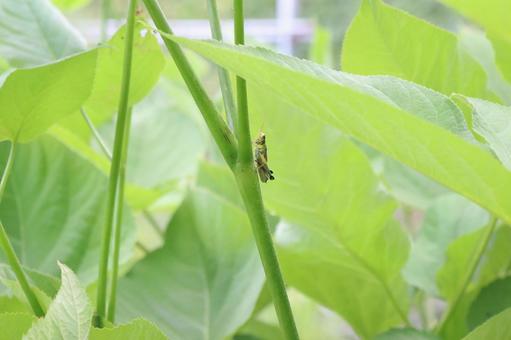 A small grasshopper hiding in the shade of leaves, JPG