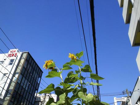 向日葵と青空とかすかに月 向日葵と青空とかすかに月の写真
