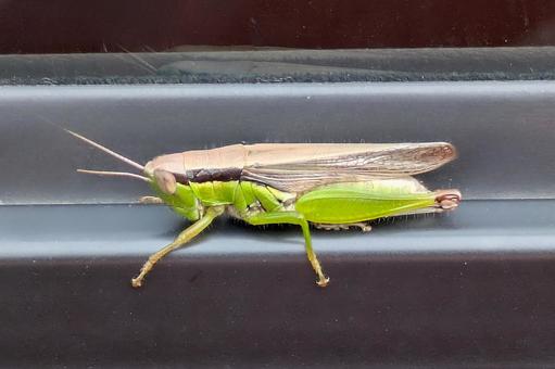 Grasshopper, JPG