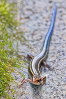 ニホントカゲの幼体、縦位置の写真